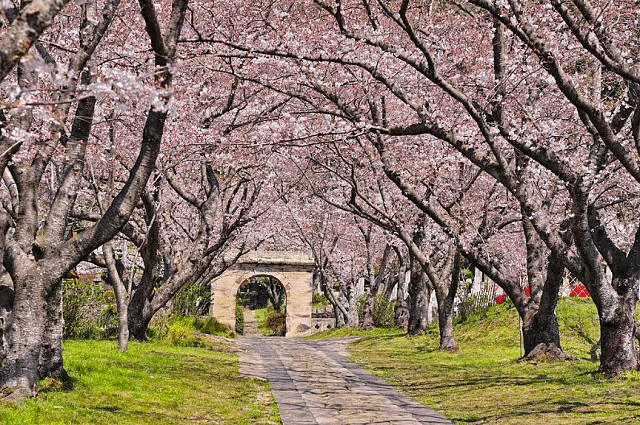 3 steps to a picturesque Sakura viewing trip in Japan 
